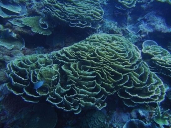 真栄田岬ファンダイビング　初級者の方にオススメ！青の洞窟や馬の背など絶景ポイントへご案内＜ボート／那覇市内ホテル無料送迎＞by オーシャンゲート