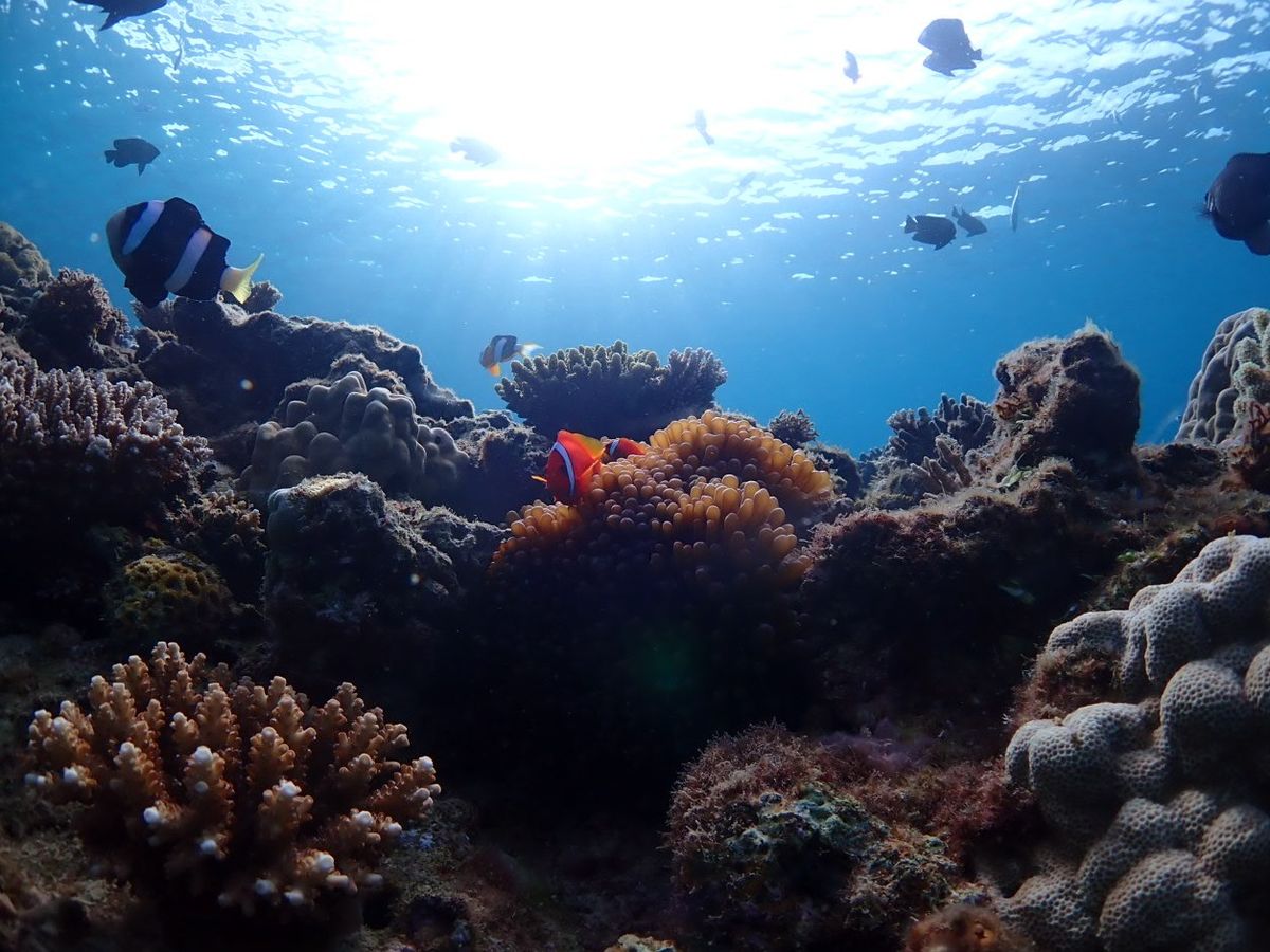 真栄田岬ファンダイビング 初級者の方にオススメ！青の洞窟や馬の背