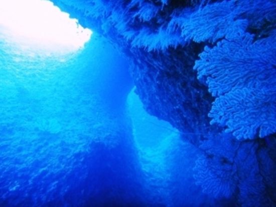 ファンダイビング　中級者の方にオススメ！異なる魅力を持つ3コースをご用意（残波／万座／水納島・瀬底島）＜ボート／那覇市内ホテル無料送迎＞by オーシャンゲート