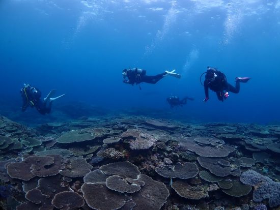 ファンダイビング　中級者の方にオススメ！異なる魅力を持つ3コースをご用意（残波／万座／水納島・瀬底島）＜ボート／那覇市内ホテル無料送迎＞by オーシャンゲート