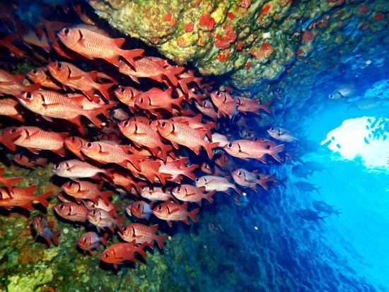 ファンダイビング　中級者の方にオススメ！異なる魅力を持つ3コースをご用意（残波／万座／水納島・瀬底島）＜ボート／那覇市内ホテル無料送迎＞by オーシャンゲート