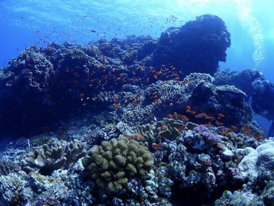 ファンダイビング　中級者の方にオススメ！異なる魅力を持つ3コースをご用意（残波／万座／水納島・瀬底島）＜ボート／那覇市内ホテル無料送迎＞by オーシャンゲート