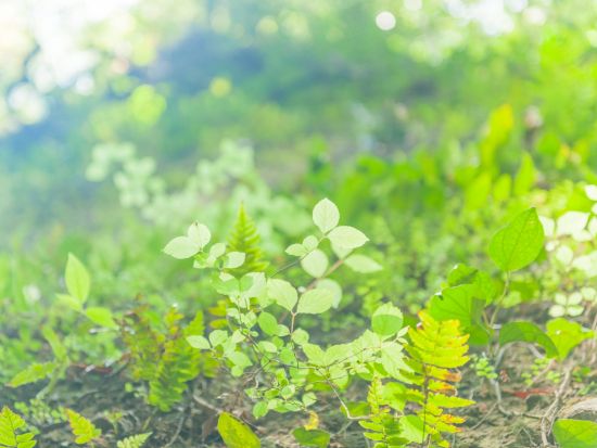 貸切観光タクシー 朝ドラ主人公「日本の植物学の父」牧野富太郎博士ゆかりの地を巡る旅！牧野植物園＋伊尾木洞貸切＜5時間／高知龍馬空港・高知市内発＞