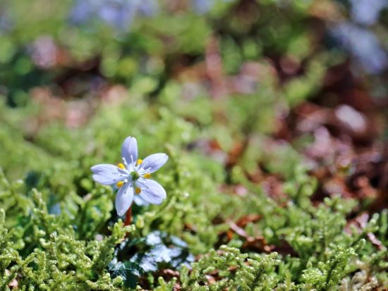 貸切観光タクシー 朝ドラ主人公「日本の植物学の父」牧野富太郎博士ゆかりの地を巡る旅！牧野植物園＋生誕地佐川町 牧野公園他＜5・7時間／高知龍馬空港・高知市内発＞