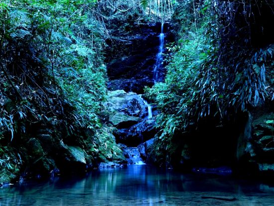 貸切観光タクシー 朝ドラ主人公「日本の植物学の父」牧野富太郎博士ゆかりの地を巡る旅！牧野植物園＋伊尾木洞貸切＜5時間／高知龍馬空港・高知市内発＞