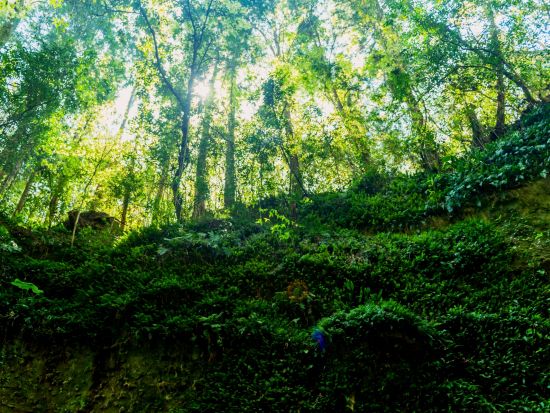 貸切観光タクシー 朝ドラ主人公「日本の植物学の父」牧野富太郎博士ゆかりの地を巡る旅！牧野植物園＋伊尾木洞貸切＜5時間／高知龍馬空港・高知市内発＞
