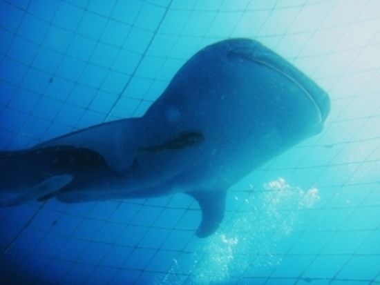 ジンベエザメファンダイビング　ジンベエザメと一緒に泳ぐ感動ダイビング！＜ボート／本島中部 読谷村＞by オーシャンゲート