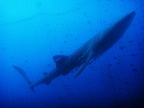 ジンベエザメファンダイビング　ジンベエザメと一緒に泳ぐ感動ダイビング！＜ボート／本島中部 読谷村＞by オーシャンゲート