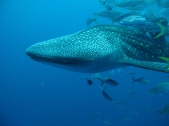 ジンベエザメファンダイビング　ジンベエザメと一緒に泳ぐ感動ダイビング！＜ボート／本島中部 読谷村＞by オーシャンゲート