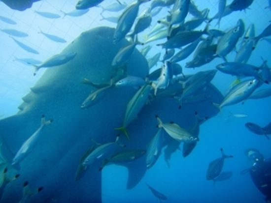 ジンベエザメファンダイビング　ジンベエザメと一緒に泳ぐ感動ダイビング！＜ボート／本島中部 読谷村＞by オーシャンゲート