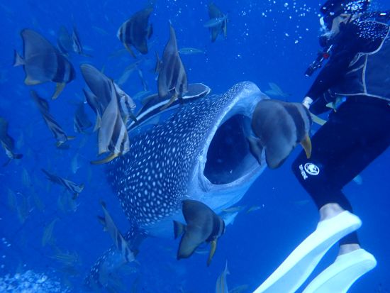 ジンベエザメファンダイビング　ジンベエザメと一緒に泳ぐ感動ダイビング！＜ボート／本島中部 読谷村＞by オーシャンゲート