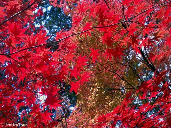 隠れ家紅葉メイン-2-1024x768