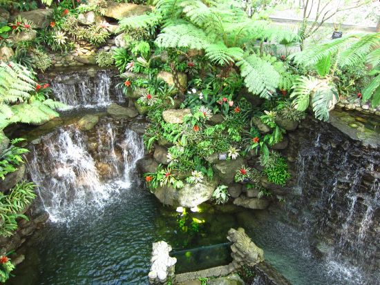 貸切観光タクシー 朝ドラ主人公「日本の植物学の父」牧野富太郎博士ゆかりの地を巡る旅！牧野植物園＋伊尾木洞貸切＜5時間／高知龍馬空港・高知市内発＞