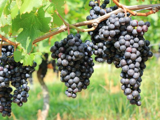 スノコルミー滝＆ワイナリー見学　半日観光ツアー ＜日本語ドライバーガイド＞