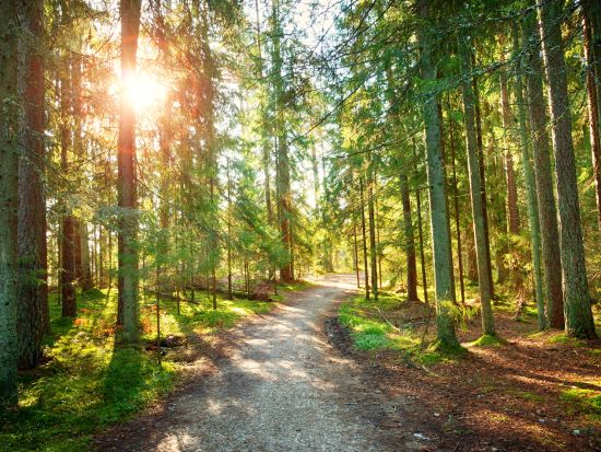 ラヘマー国立公園　日帰り観光ツアー ＜車＋ガイド貸切／タリン発＞