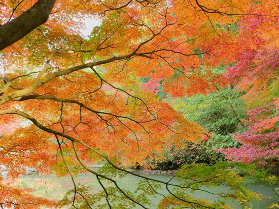 Japan_Nara_Joururi-temple_pixta_26408595_浄瑠璃寺