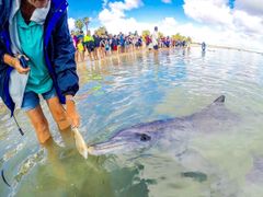 Monkey Mia dolphins_shutterstock_736672849