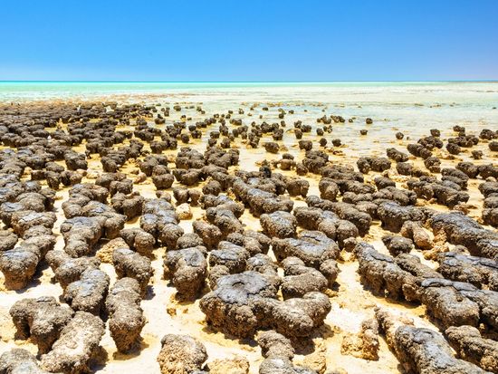 Stromatolites at Hamelin Pool_pixta_53811718_M