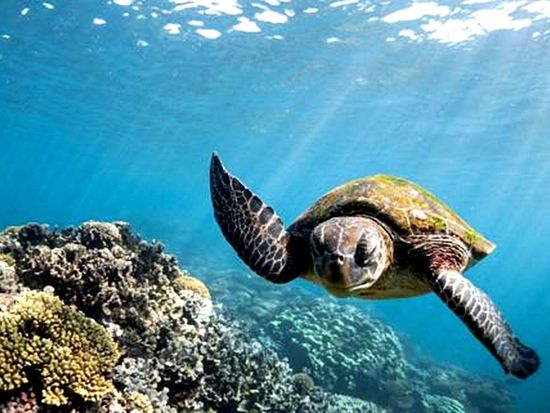 Australia_WA_Sea-Turtle-Ningaloo-Reef_1100x735