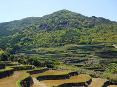 kasuga no tanada(春日の棚田)_pixta_15428690_M