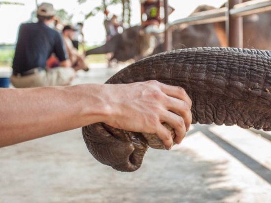 象たちとSDGsを学ぶ体験型ツアー！象の保護センターカンチャナブリ「エレファントワールド」で1日ボランティア体験＜昼食付／英語ガイド or 日本語ガイド選択可＞