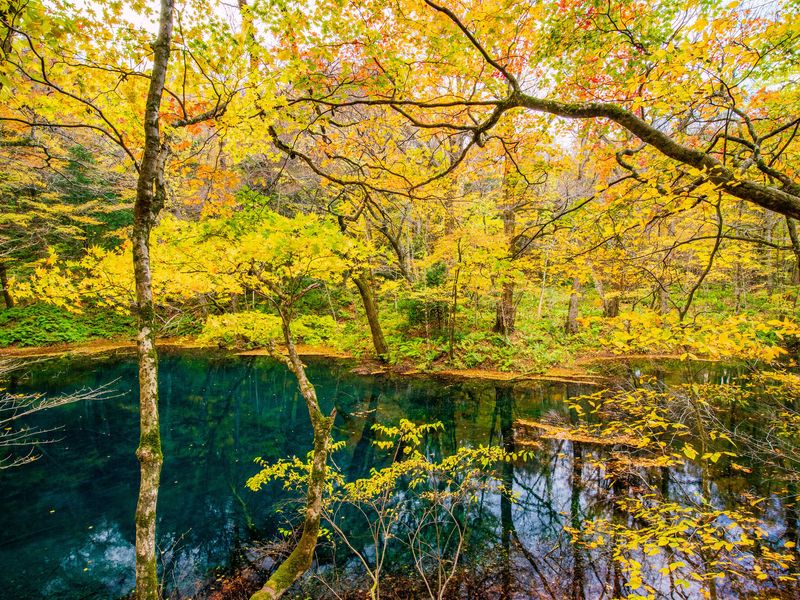 世界遺産 白神山地トレッキング ハイキングツアー 青森の観光 遊び 体験 レジャー専門予約サイト Veltra ベルトラ 世界遺産 白神山地トレッキング ハイキングツアー 青森の観光 遊び 体験 レジャー専門予約サイト Veltra ベルトラ