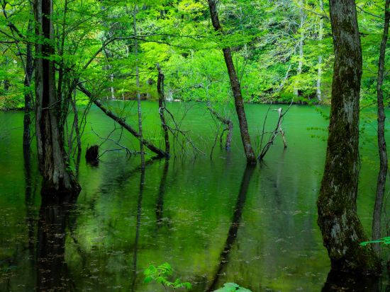 白神山地 十二湖散策ツアー 神秘的な湖沼を巡る3時間のハイキングへ！青池+沸壺の池+ブナ自然林etc ＜5～11月／物産館キョロロ集合＞by4-Ride