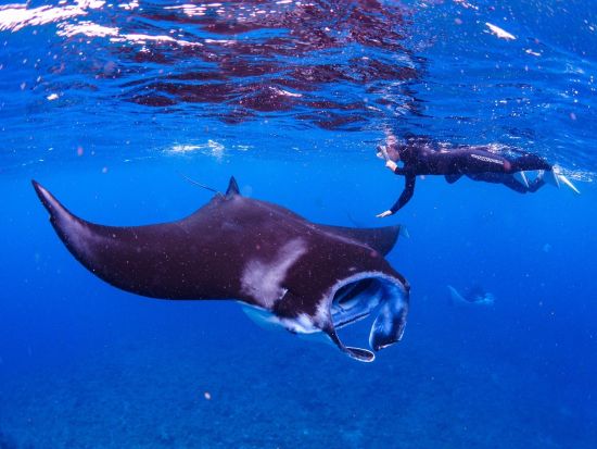 スキンダイビング＋マンタシュノーケリング 　器材を背負わず自分の一呼吸で素潜り体験！海の世界をフリースタイルで楽しむ＜少人数制／石垣島発＞by カフー石垣