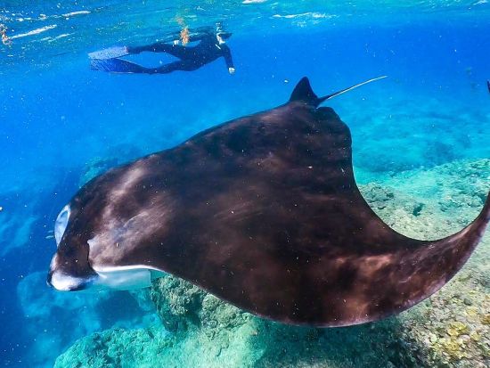スキンダイビング＋マンタシュノーケリング 　器材を背負わず自分の一呼吸で素潜り体験！海の世界をフリースタイルで楽しむ＜少人数制／石垣島発＞by カフー石垣