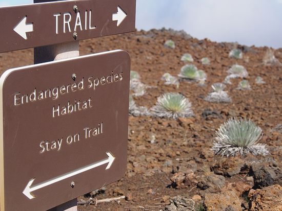 Hawaii_Maui_Haleakala_Silverswords_on_the_trail_Shutterstock_1063084277