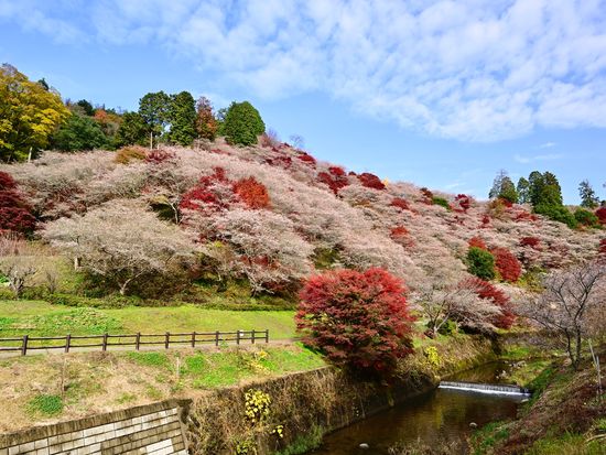 Japan_Aichi_小原ふれあい公園_pixta_61118531_XL