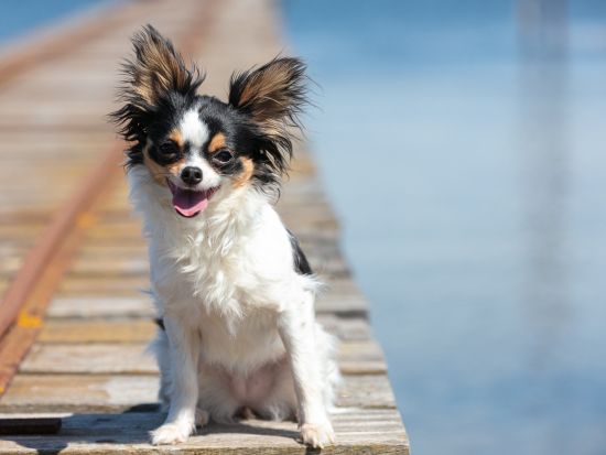 【愛犬愛猫連れOK】十和田湖パワーボートクルーズ　7つの海を旅したプロの航海士が秘境へご案内！＜4～11月／十和田湖＞by リブパイオニア
