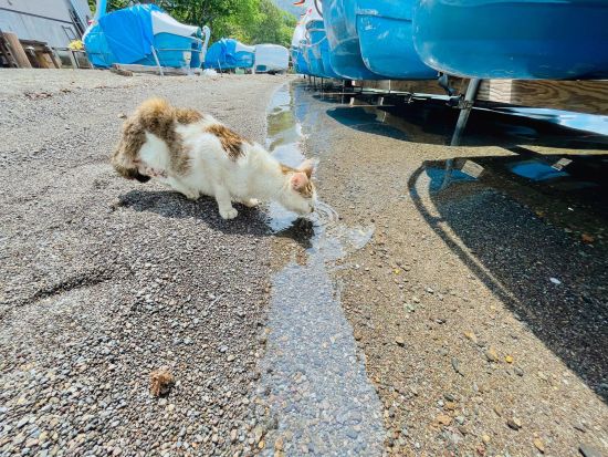 【愛犬愛猫連れOK】十和田湖パワーボートクルーズ　7つの海を旅したプロの航海士が秘境へご案内！＜4～11月／十和田湖＞by リブパイオニア