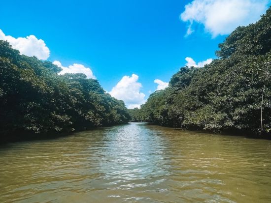 宮良川マングローブSUP or カヤック体験 天然記念物のマングローブ林が生い茂る宮良川をクルージング！ツアー中の写真プレゼント付き＜1時間半／石垣島＞