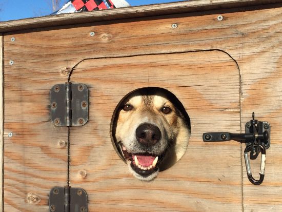 フェアバンクス　犬ぞり体験ツアー ＜11～4月／日本語アシスタント／フェアバンクス発＞