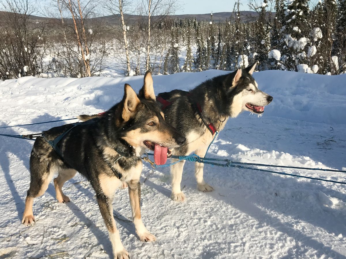 犬ぞり | アラスカ 旅行の観光・オプショナルツアー予約 VELTRA