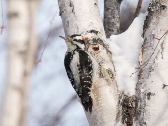 プロカメラマンとめぐる　アラスカの絶景ビューポイント撮影ツアー ＜日本語ガイド／フェアバンクス発＞