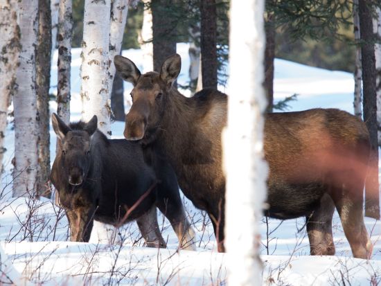 プロカメラマンとめぐる　アラスカの絶景ビューポイント撮影ツアー ＜日本語ガイド／フェアバンクス発＞