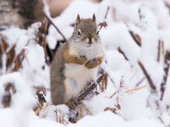 プロカメラマンとめぐる　アラスカの絶景ビューポイント撮影ツアー ＜日本語ガイド／フェアバンクス発＞