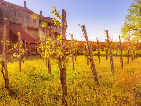 【プライベートツアー】2つの修道院を巡る カヘティ地方日帰りツアー＜車＋ガイド貸切／昼食付／トビリシ発＞