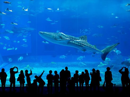 Japan_Okinawa_Churaumi Aquarium_Silhouettes_shutterstock_405190657