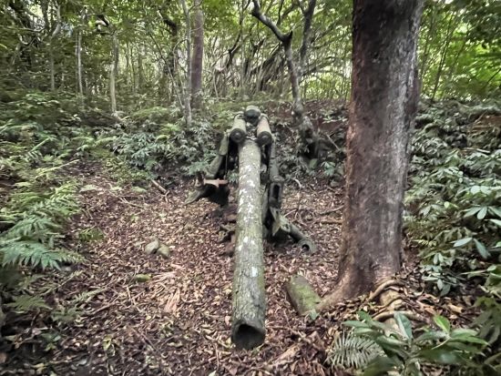 母島観光ツアー　現地ガイドと車でめぐる！島内の絶景＆文化・歴史ツアー＜2.5～3時間／父島からの日帰り参加OK／小笠原諸島・母島発＞