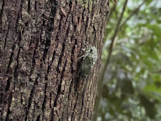 母島観光ツアー　現地ガイドと車でめぐる！島内の絶景＆文化・歴史ツアー＜2.5～3時間／父島からの日帰り参加OK／小笠原諸島・母島発＞