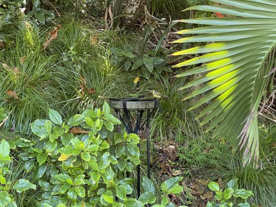 母島観光ツアー　現地ガイドと車でめぐる！島内の絶景＆文化・歴史ツアー＜2.5～3時間／父島からの日帰り参加OK／小笠原諸島・母島発＞