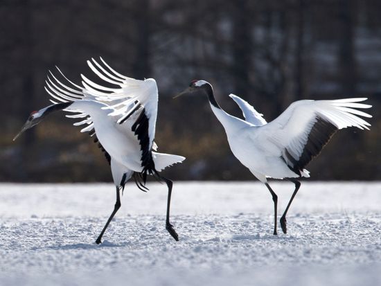 pixta_71460290_M (1)