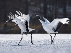pixta_71460290_M (1)