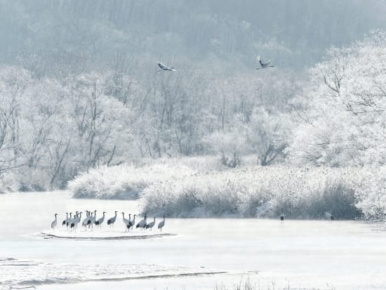 貸切観光タクシー 鶴居村タンチョウ鑑賞コース 鶴見台+音羽橋+伊藤サンクチュアリ＜2.5時間／12～3月／釧路市内・釧路空港送迎可＞by 釧路日交タクシー