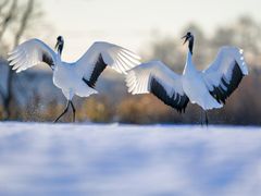 pixta_46992647_M