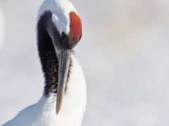 pixta_84716236_M