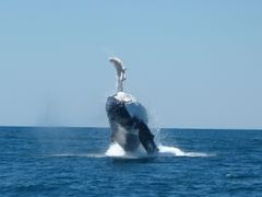 Humpabck Whale Aerobatics - Exmouth Dive & Whalesharks Ningaloo